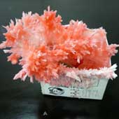 サンゴ色の結晶ツリー